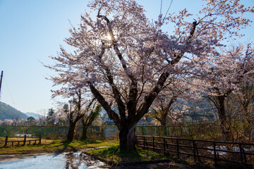 Obraz premium 250426西大滝ダムの桜