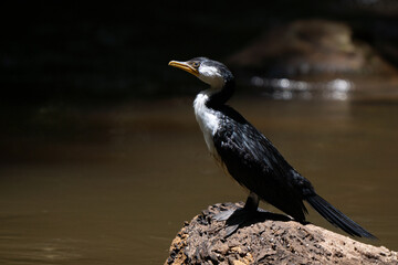 Little pied cormorant hunting fishes in the jungle of Atherton Tableland in Australia 