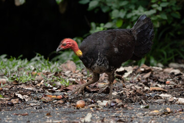 Australian brushturkey grazing in lush forest of Atherton Tableland