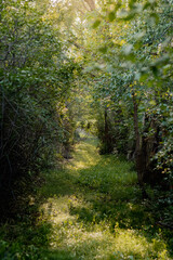 Romantic forest path with glowing sunlight filtering through trees, casting golden highlights on lush grass floor. A fantasy woodland scene with rich green canopy and magical, dreamlike atmosphere