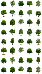 Fototapeta premium Full Green Summer Trees Tree Collection Isolated