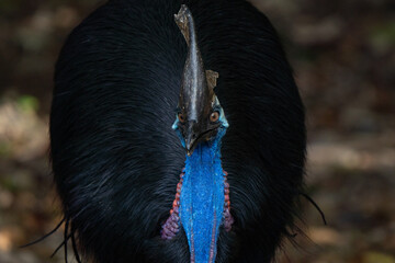 Portrait of a Cassowary in the wild forest of Etty Bay in Queensland Australia © Riccardo Rolfini