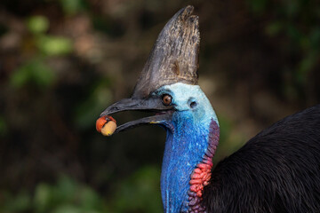 Portrait of a Cassowary in the wild forest of Etty Bay in Queensland Australia eating a fruit © Riccardo Rolfini