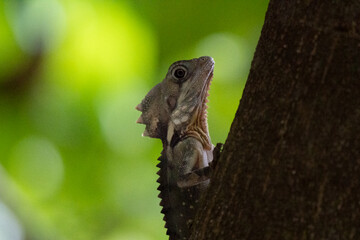 Boyd's forest dragon climbing a tree in Australian rainforest