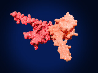 Survivin dimer, tumor marker and potential target in cancer therapy.