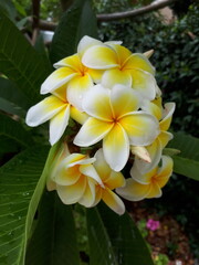Obraz premium Weißgelbe Frangipani Blüten im Garten