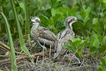 Stone curlews in their nest. Curlews nesting close to beach in the sand