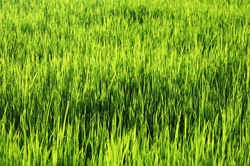 Lush Green Rice Field Under Bright Sunlight in Vibrant Nature