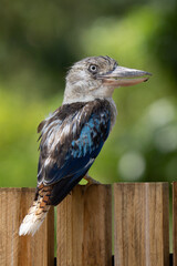 Adult blue-winged kookaburra closeup in Australia. Kookaburra are terrestrial kingfisher of the genus Dacelo