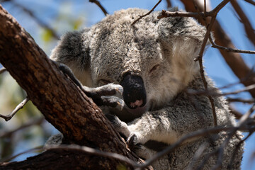 Closeup of a sleeping Koala in Magnetic Island 