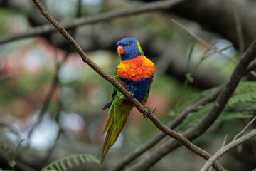 Funny multicolor rainbow lorikeet parrot in Magnetic Island 