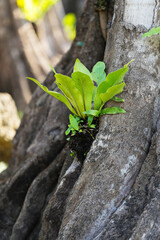 Big old tree in the forest