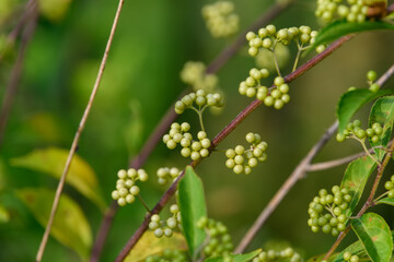 秋に実るコムラサキの若い緑色の実のクローズアップ