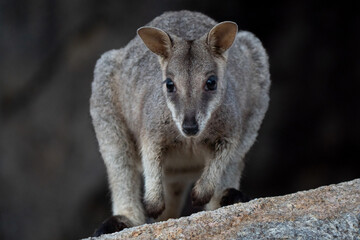 Close up of a rock wallaby in Magnetic Island