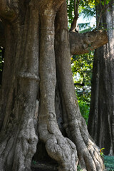 Big old tree in the forest