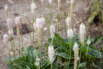 Stalks of hoary plantain (Plantago media). Appearance of the inflorescence.
