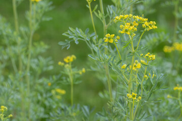Greenish-yellow blossoms of (Ruta graveolens) in bloom. Copyspace.
