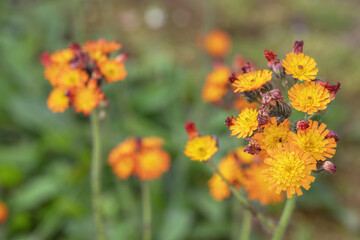 Orange-yellow blossoms of hawkweed (Hieracium aurantiacum). Copy space.