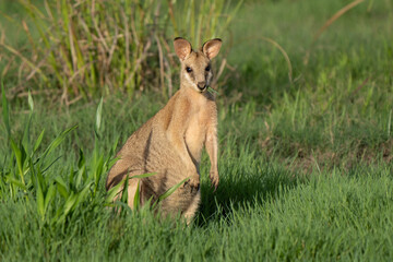 Australian sand wallaby feeding in the Queensland grassland