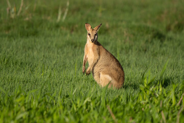 Australian sand wallaby feeding in the Queensland grassland
