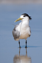 Greater crested tern portrait standing in the seashore of K'gari Island In Australia