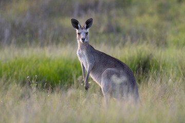 Grey kangaroo feeding with its mob in Australia Queensland at sunset