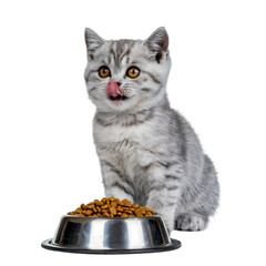 Cute british shorthair kitten eating from a food bowl isolated on transparent background
