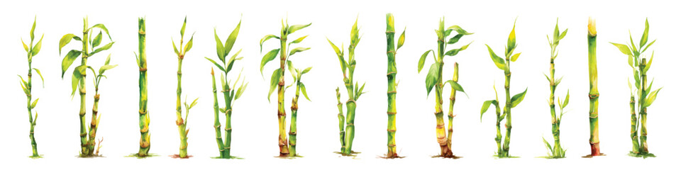 Fototapeta premium Bamboo shoot stems stalk plants with green leave watercolor set isolated on transparent background