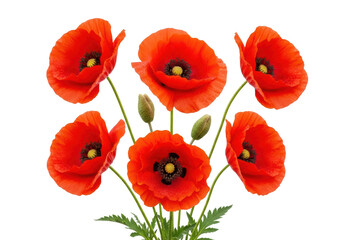 Obraz premium Five vibrant red poppy flowers with delicate petals and glistening water droplets, close-up on a transparent background, high-key light, concept of natural purity and freshness