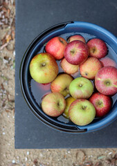 Autumn harvest of apples. Red and yellow apples in a bucket of water on a black background
