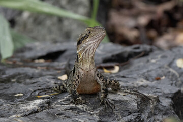 Australian water dragon close up in Brisbane Botanic Gardens