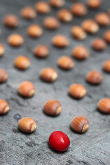 Hazelnuts in a row. Macro shot of hazelnuts on textured background, shallow depth of field