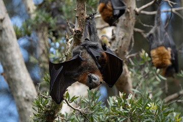 Grey-headed flying fox cuddles its cub in the Sydney Centennial 