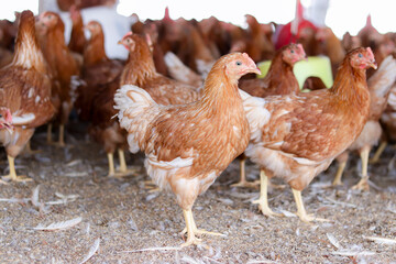 A lot of brown chicken in chicken farm