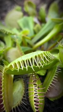 Macro shot of a pitcher plant trapping a fly inside its cavity, highlighting the unique insect-catching mechanism and survival strategy of this fascinating carnivorous plant in the natural world"