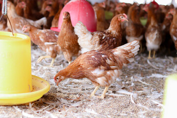 A lot of brown chicken in chicken farm © maybeiii