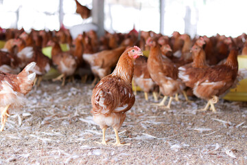 A lot of brown chicken in chicken farm