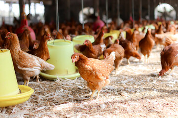 A lot of brown chicken in chicken farm © maybeiii