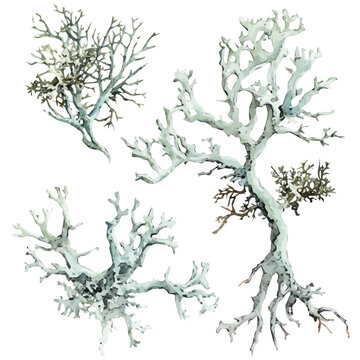 A beautiful painting of usnea lichen set, Simple Illustration, watercolor style, minimal yet artistic elements for creative designs. EPS format, isolated on transparent background, hand-drawn paint