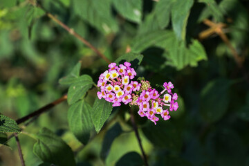 butterfly on a flower