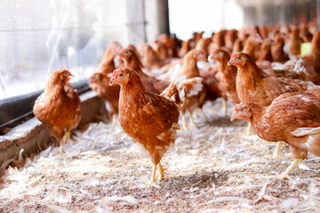 A lot of brown chicken in chicken farm