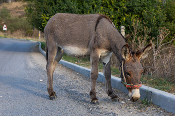 Domestic donkeys kept to pull carts for agricultural work.