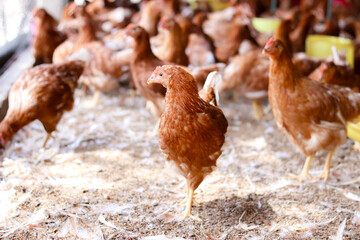 A lot of brown chicken in chicken farm