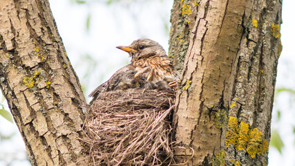 bird on a tree