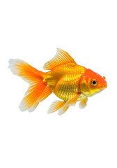 Goldfish Isolated On Black Background Realistic Photo