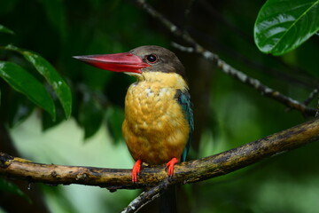 This striking Stork-billed Kingfisher perches on a branch in a vibrant green habitat. Known for its massive red bill, it showcases olive-brown, buff, and green-blue plumage.