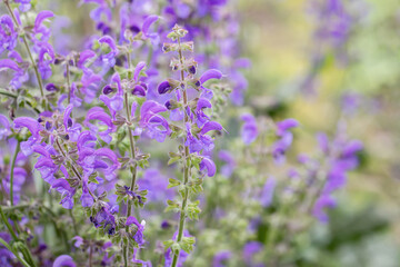 Blossoms of wild meadow clary (Salvia pratensis). Copyspace.