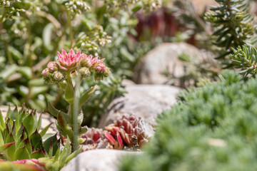 Blooming houseleeks (Sempervivum) in a rock garden.