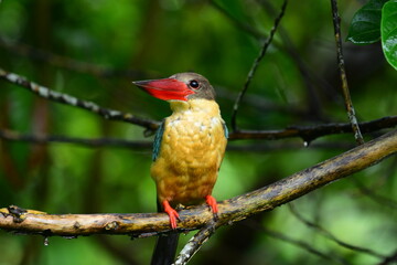 This striking Stork-billed Kingfisher perches on a branch in a vibrant green habitat. Known for its massive red bill, it showcases olive-brown, buff, and green-blue plumage.