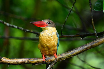 This striking Stork-billed Kingfisher perches on a branch in a vibrant green habitat. Known for its massive red bill, it showcases olive-brown, buff, and green-blue plumage.
